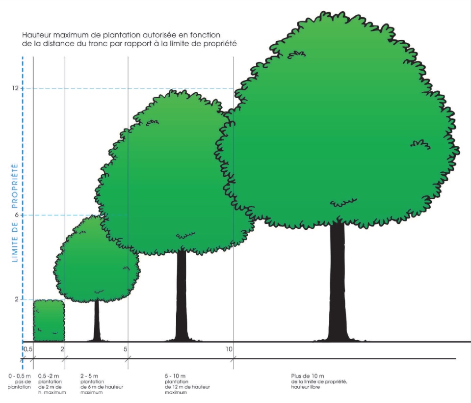 Illustration de la hauteur maximum de plantation autorisée en fonction de la distance à la limite de propriété