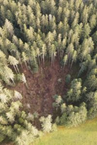 L'agence immobilière Désormière & Vanhalst s'engage à replanter des arbres avec Almighty Tree