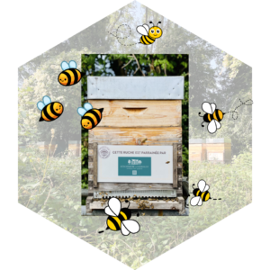 Pour la sauvegarde des abeilles: l'agence immobilière Désormière et Vanhalst parraine une ruche à Troinex