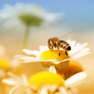 Pour la sauvegarde des abeilles: leur activité de pollinisation est essentielle pour assurer la biodiversité. L'agence immobilière Désormière et Vanhalst parraine une ruche à Troinex