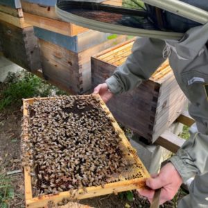 Pour la sauvegarde des abeilles: l'agence immobilière Désormière et Vanhalst parraine la Fondation l'Arche des Abeilles et les Miels de Stéphanie