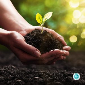ecologie-environnement-planter-arbre-sauver-planete-immobilier-desormiere-vanhalst L'agence immobilière Désormière et Vanhalst s'engage pour l'environnement
